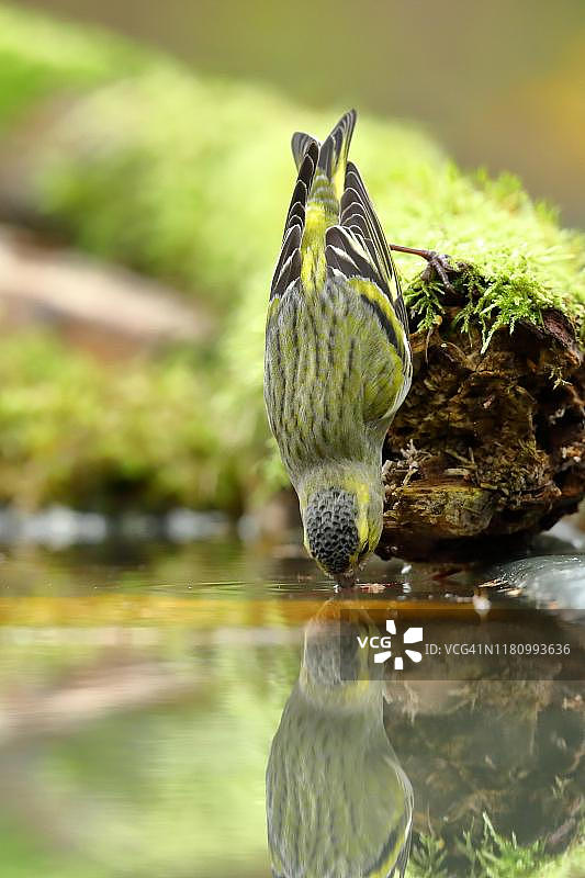 欧亚金翅雀（Carduelis spinus），雄性，在鸟池里喝水图片素材
