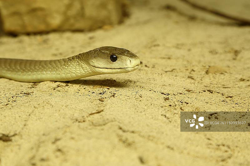 黑曼巴蛇，圈养的毒蛇，分布于非洲，德国北莱茵-威斯特法伦图片素材