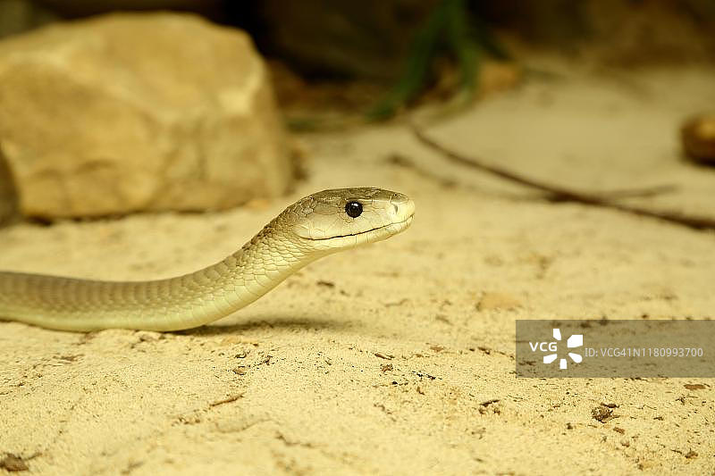 黑曼巴蛇，圈养的毒蛇，分布于非洲，德国北莱茵-威斯特法伦图片素材