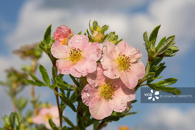 金露梅灌木，公主品种，粉色花朵与水滴，德国图片素材