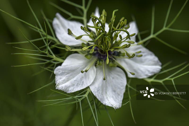 黑种草，德国巴伐利亚图片素材