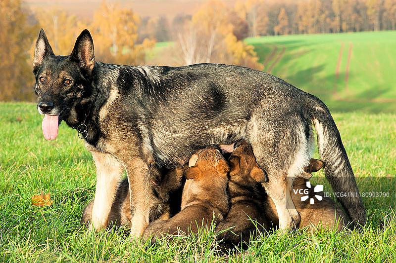 牧羊犬和正在哺乳的小狗，萨克森，德国图片素材