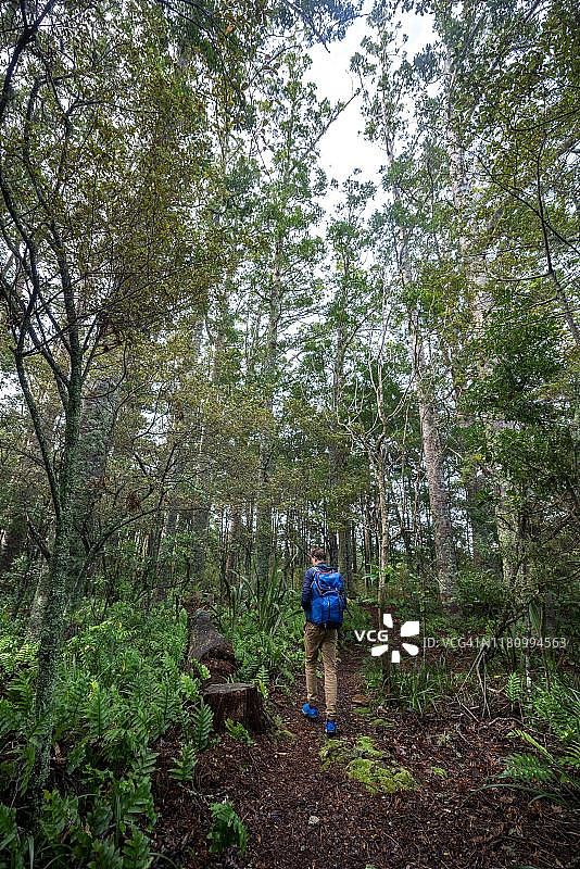 年轻男人走在考里森林小径上，考里布什曼纪念风景保护区，帕帕罗瓦，北地，北岛，新西兰图片素材