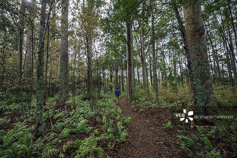 年轻男人走在考里森林小径上，考里布什曼纪念风景保护区，帕帕罗瓦，北地，北岛，新西兰图片素材