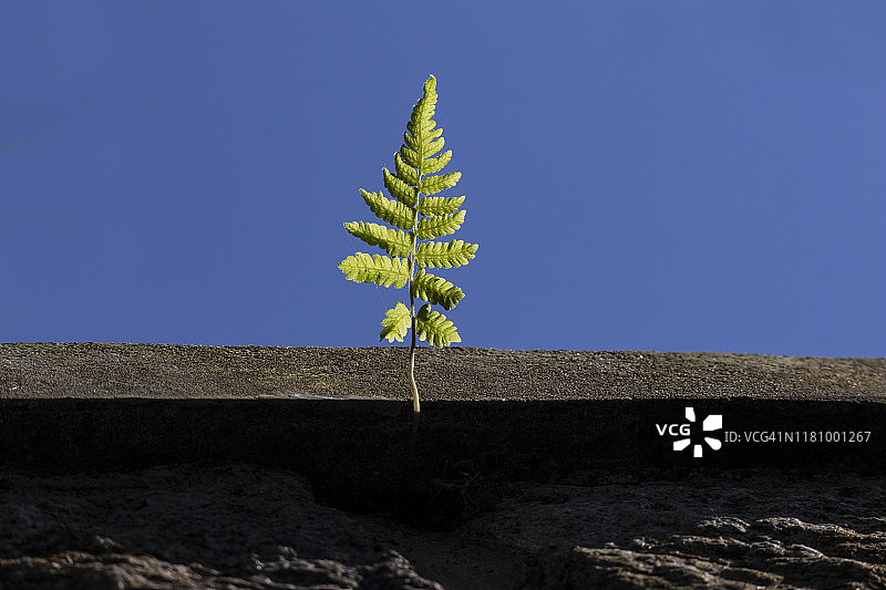 蓝天下墙上生长的孤独蕨类植物图片素材