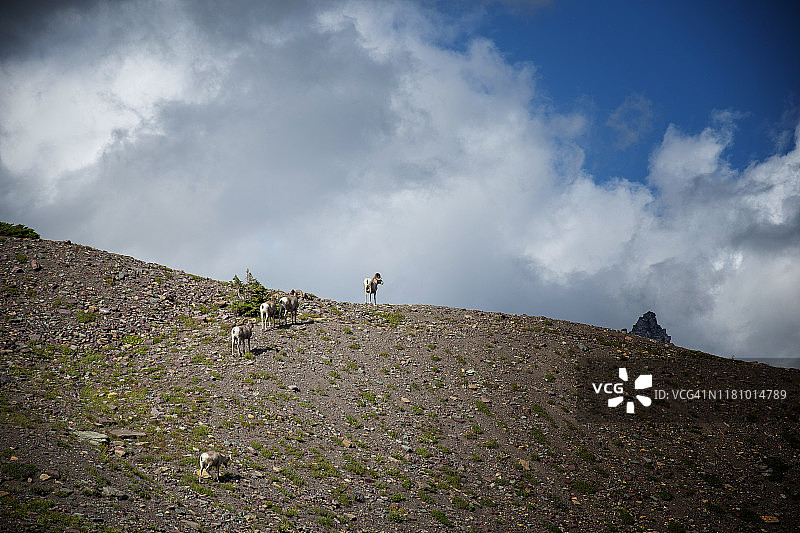 蒙大拿州日落时分的一群盘羊图片素材