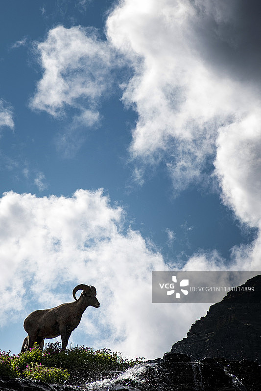 逆光下向前移动的野 Big Horn Sheep公羊图片素材