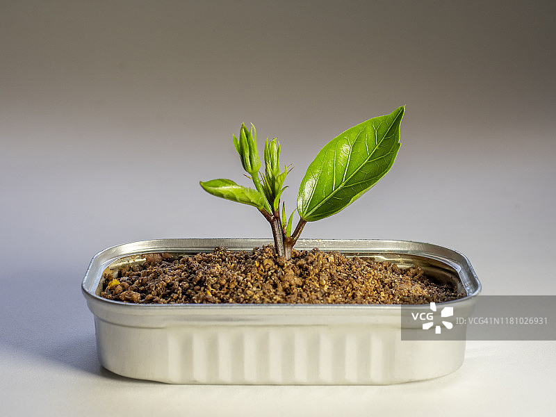 金枪鱼罐头里的小植物俯拍图片素材