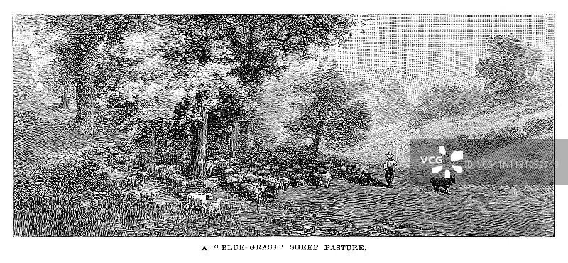 1886年绵羊牧场雕刻图片素材