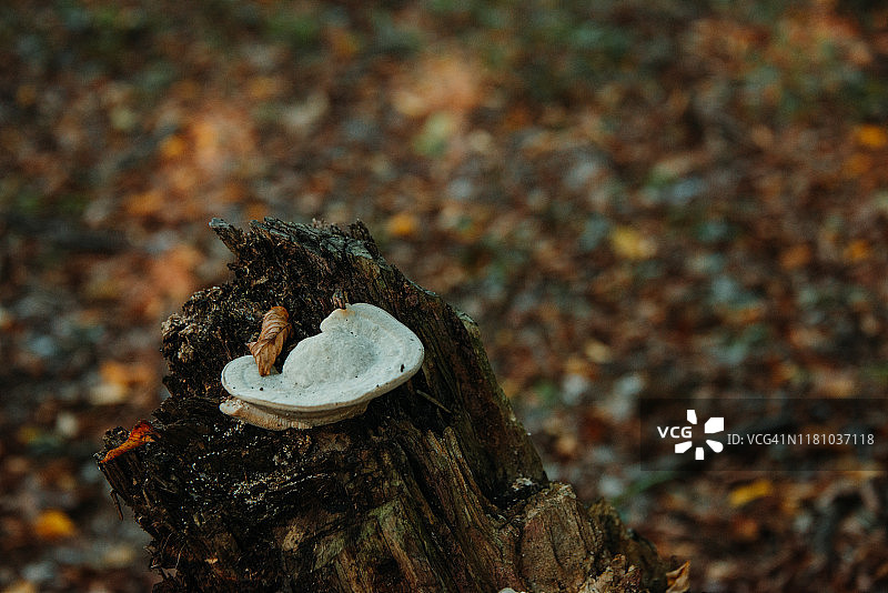 桦树皮上生长的白桦茸，用作民族药图片素材