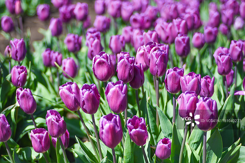 紫色郁金香花图片素材