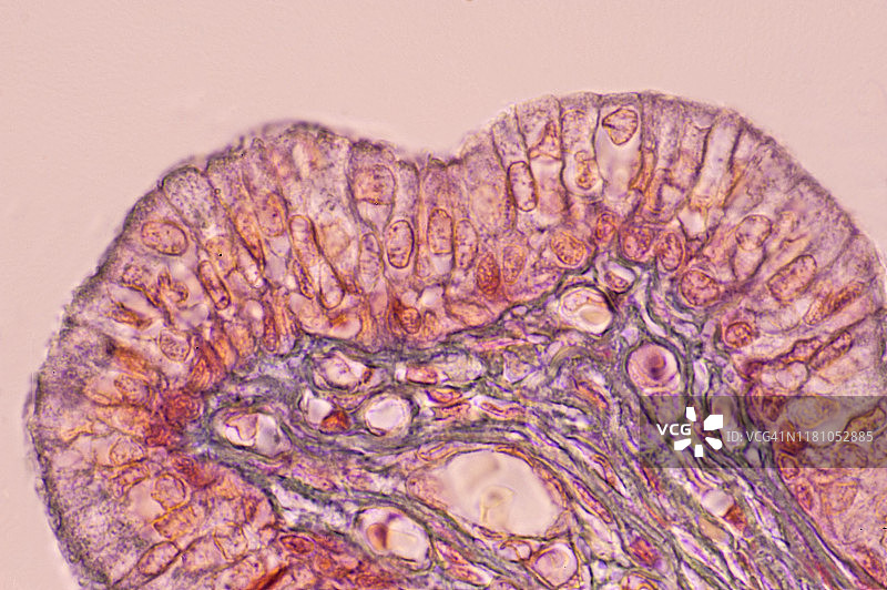 男性尿道柱状上皮组织，人体，250倍图片素材