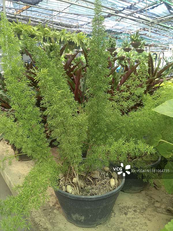 狐尾蕨图片素材