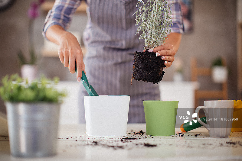 女人正在料理植物图片素材