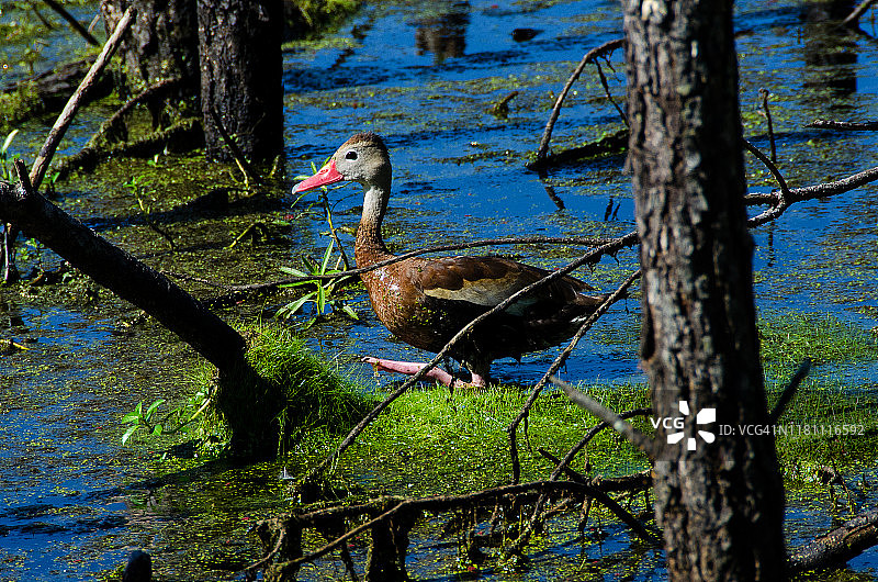 黑腹树鸭移动中图片素材