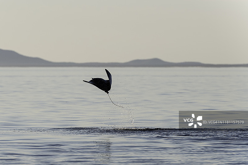科尔特斯海，墨西哥下加利福尼亚，跃出水面的蝠鲼图片素材