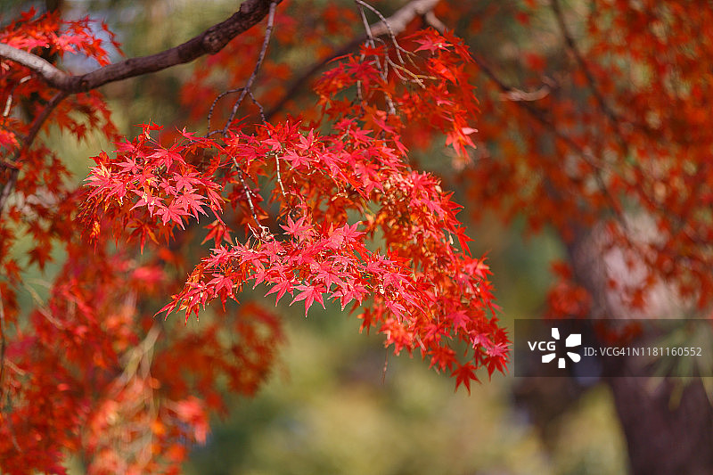 阳光下的红色枫叶图片素材