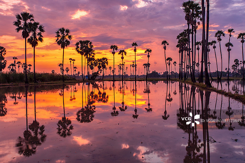 日出时棕榈树倒影的轮廓剪影图片素材