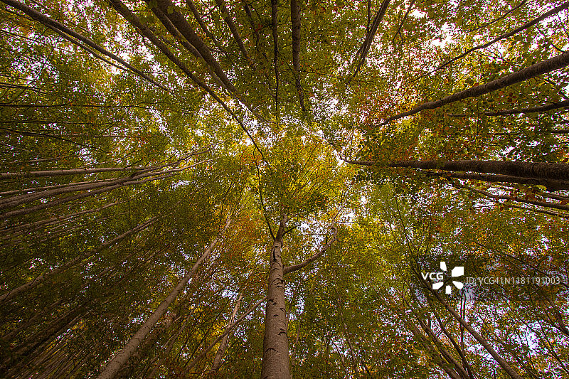 科尔诺阿拉斯卡莱地区公园的榉树林图片素材