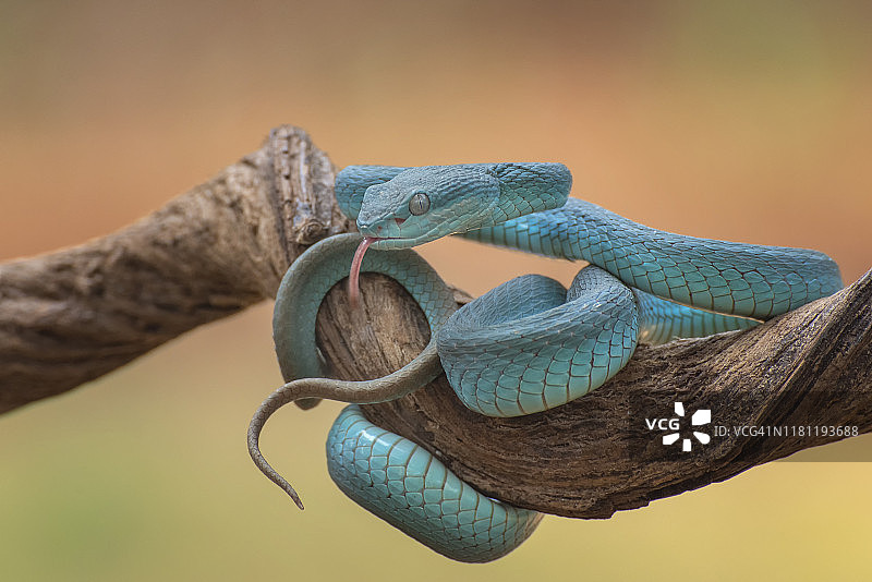 印度尼西亚树枝上的蓝白唇蝮蛇图片素材