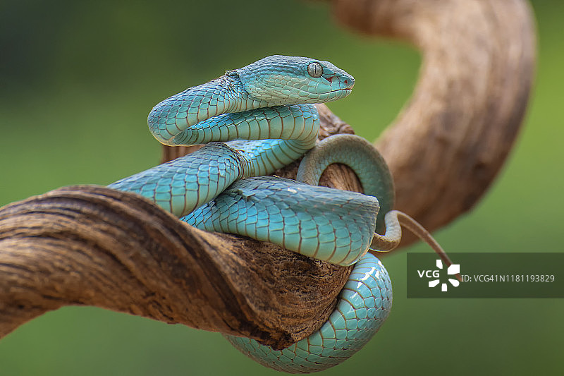 印度尼西亚树枝上的蓝白唇蝮蛇图片素材