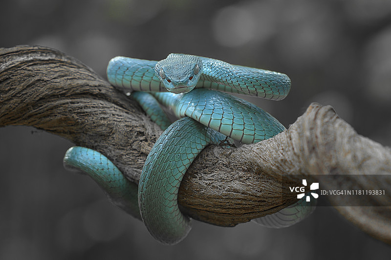 印度尼西亚树枝上的蓝白唇蝮蛇图片素材