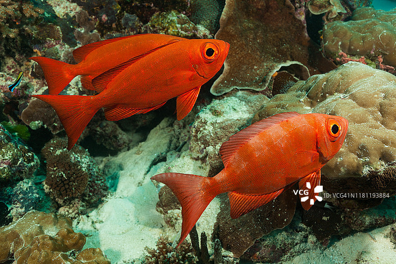 帕劳德国海峡的红眼鲷图片素材