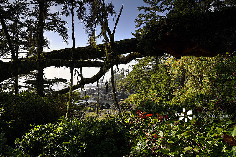 不列颠哥伦比亚省温哥华岛植物海滩图片素材