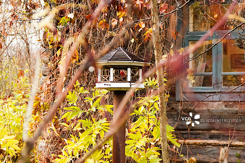 带有大窗户的自制木制小型原木喂鸟器房屋，用于近距离喂养树上的鸟类图片素材