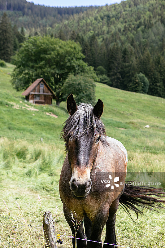 德国温德贝格霍夫，黑森林，巴登-符腾堡州图片素材