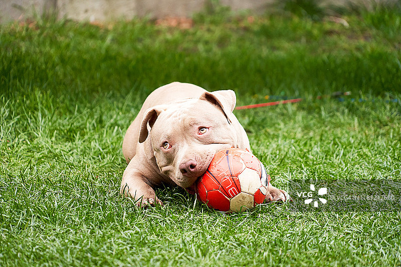 家养比特犬玩耍红球图片素材