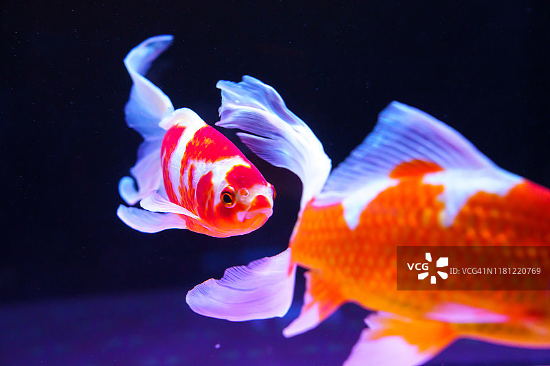 游动的金鱼图片素材