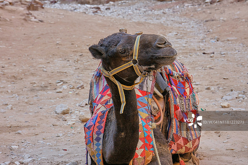 约旦佩特拉古城前的骆驼图片素材