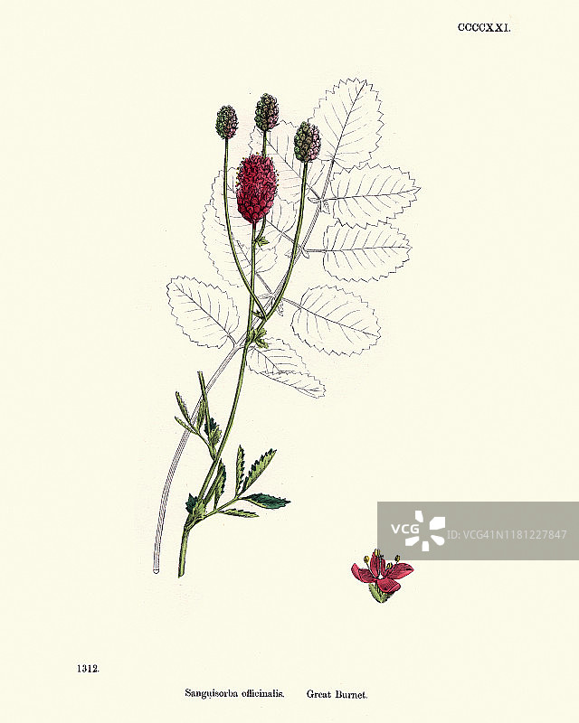 植物，地榆，19世纪版画图片素材