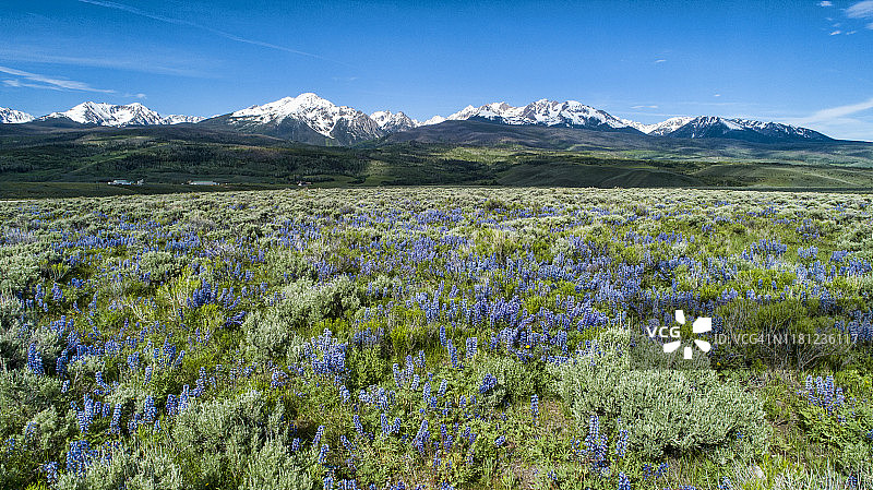 羽扇豆和戈尔山脉图片素材