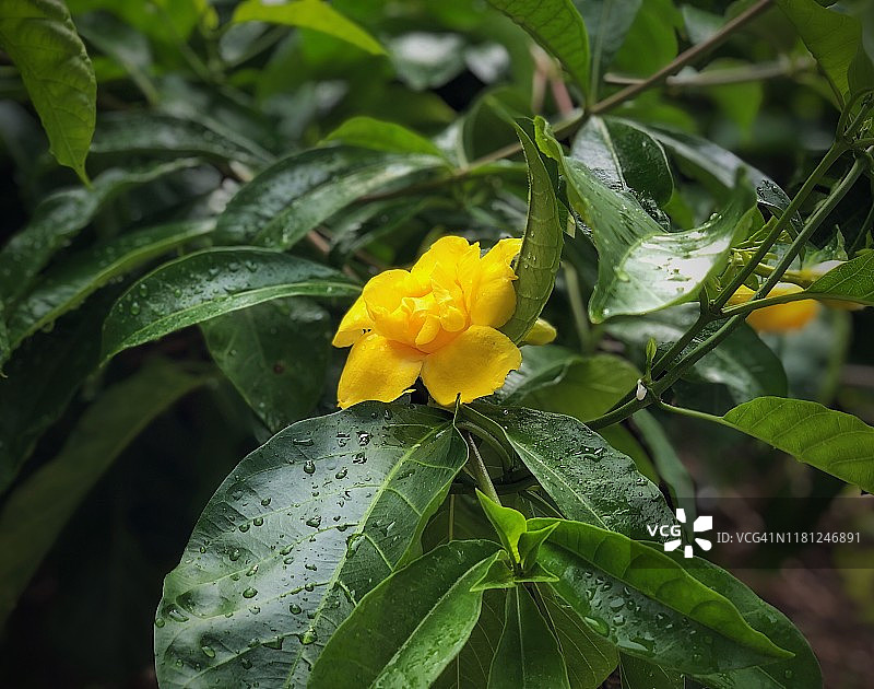 雨季花园中盛开的黄色黄蝉花图片素材