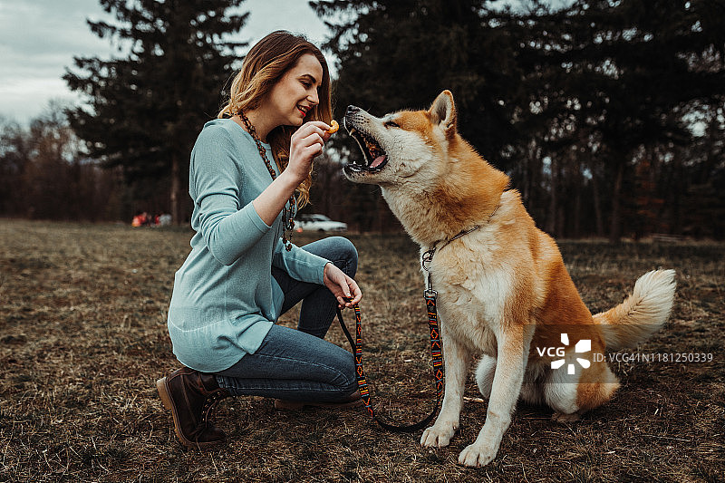年轻女子在公园里给秋田犬喂零食图片素材