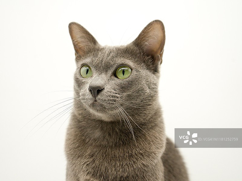 白色背景下的纯种银猫特写图片素材