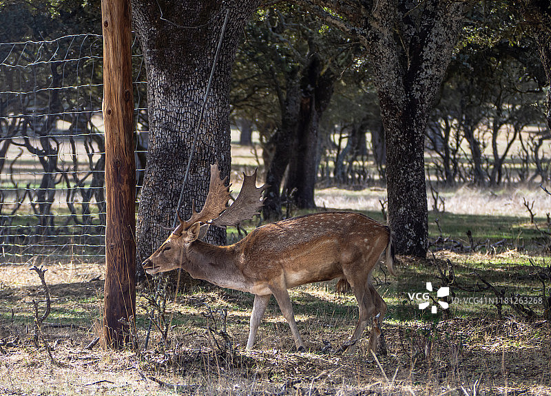 秋季，孤独成年雄性黇鹿在牧场上啃食干草图片素材