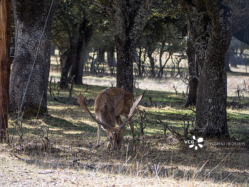 秋季，孤独成年雄性黇鹿在牧场上啃食干草图片素材