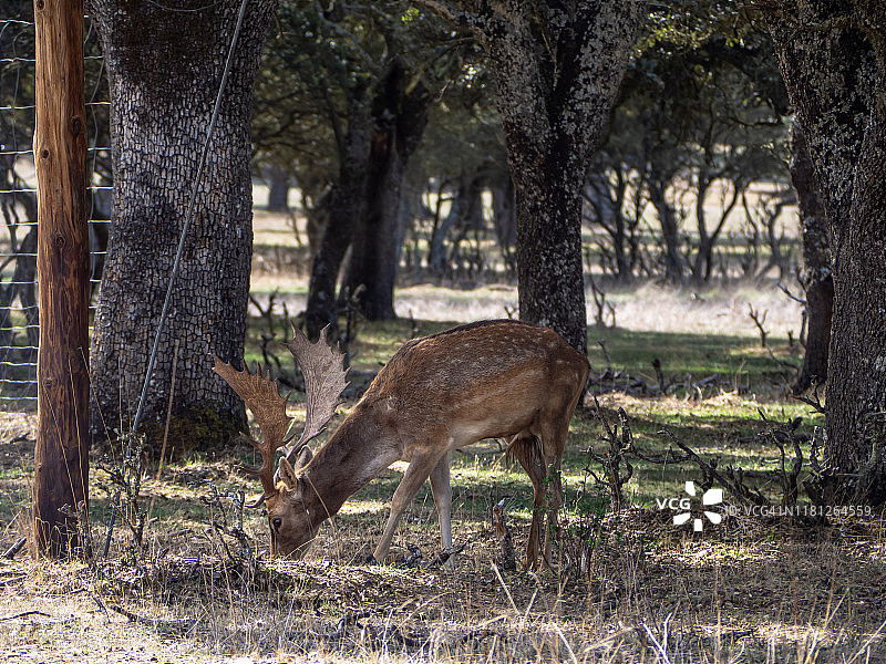 秋季，孤独成年雄性黇鹿在牧场上啃食干草图片素材