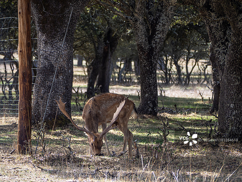 秋季，孤独成年雄性黇鹿在牧场上啃食干草图片素材