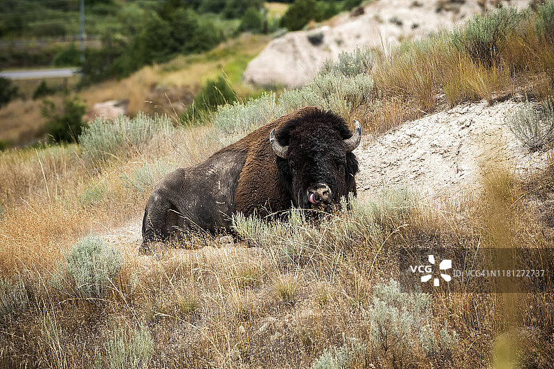 内华达州草地上的美国人肖像图片素材