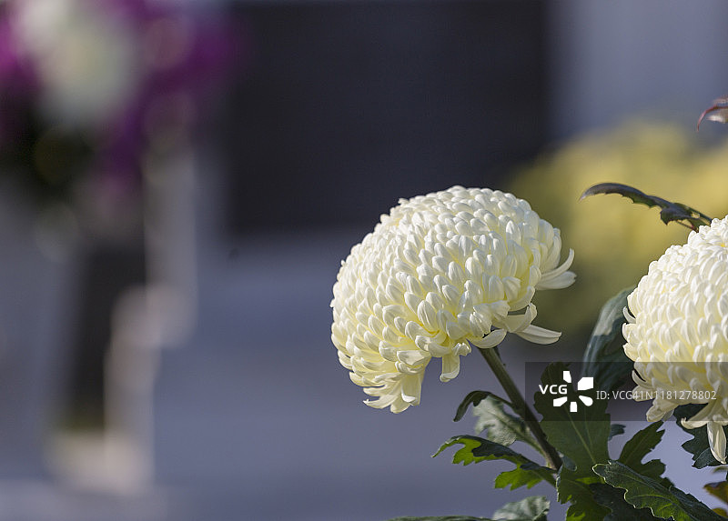 白色菊花图片素材