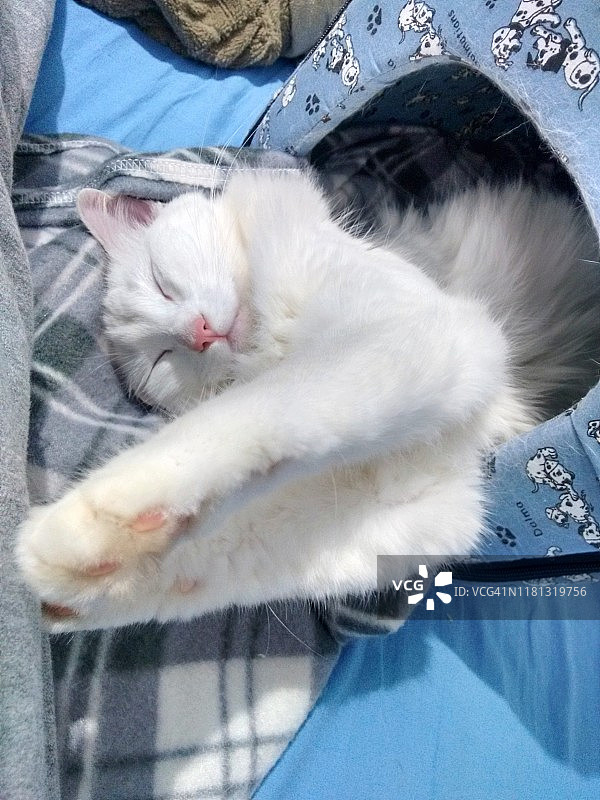 睡觉的白猫图片素材