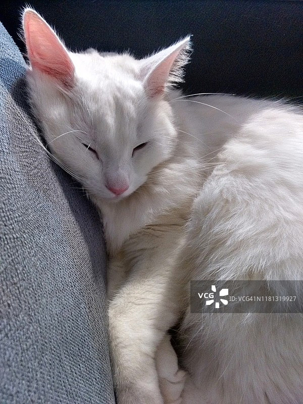 睡觉的白猫图片素材