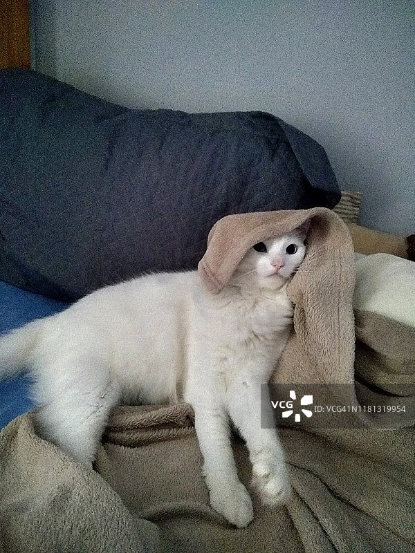 睡觉的白猫图片素材