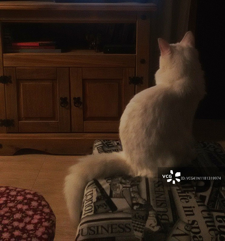 黑猫正在看电视里的狮子图片素材