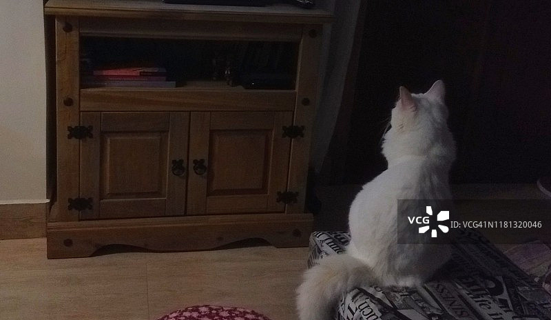 黑猫正在看电视里的狮子图片素材