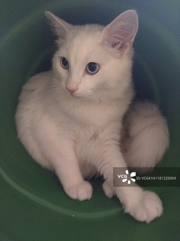 桶里的白色猫咪图片素材